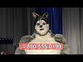 Alpha Chow Infomercials Adult Swim