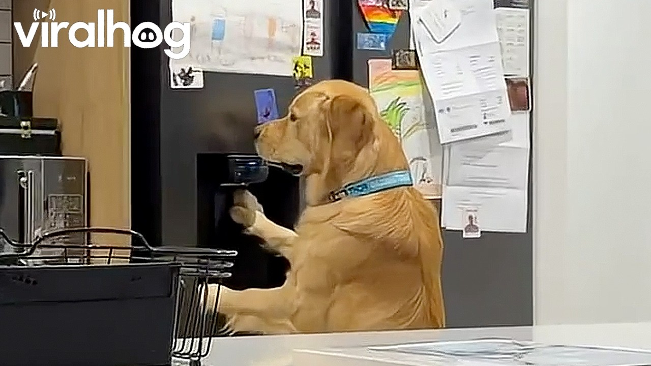 Thor Doesn't Understand Why the Ice Machine Isn't Working || ViralHog