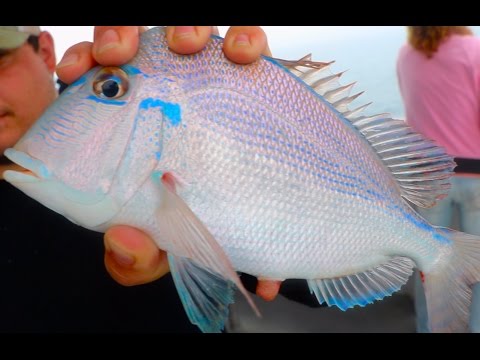 Deep Sea Fishing For Beautiful Tropical Fish!!! -(Gulf Of Mexico)