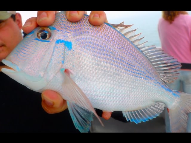 Deep Sea Fishing For Beautiful Tropical Fish!!! -(Gulf Of Mexico)