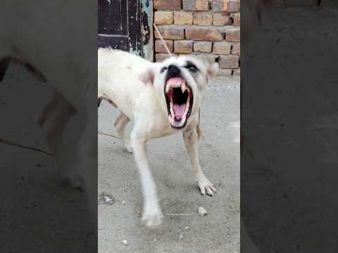 Real Aggressive Dog Barking | Scary Dog Sound Warning!