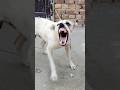 Real Aggressive Dog Barking Scary Dog Sound Warning
