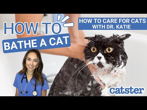 How to Bathe a Cat for the First Time (vet answer) | CAT CARE 101