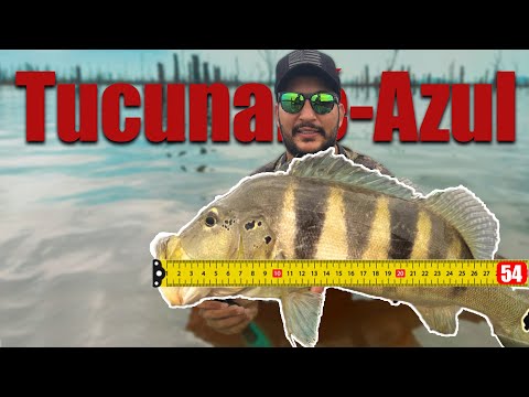 tucunaré-azul com mais de 50cm no Rio Tocantins - Babaçulândia-TO