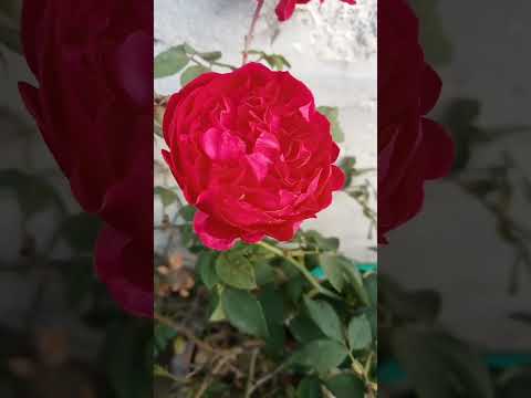 #music #song #Atiya#vlogs