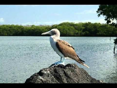 Tomar jibone elo ki aj - Najma Zaman ( Zinga shilpi gosthi)