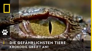 NATIONAL GEOGRAPHIC CHANNEL DEUTSCHLAND Krokodilangriff
