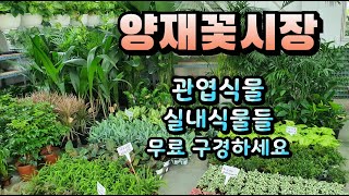 양재꽃시장 외출도 힘든데 유튜브로 편히 실내식물들 구경하세요~ #양재꽃시장 #식물튜브 #plant tube