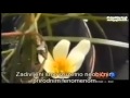 Flower Miracle Bloom When Hear The Azan CNN Must Watch Its Amazing