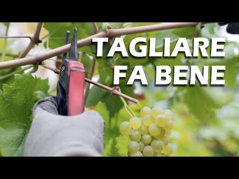 Frutto di vino - Pasqua 5 (B)