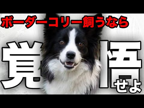 ボーダーコリー – 4本足のアインシュタイン