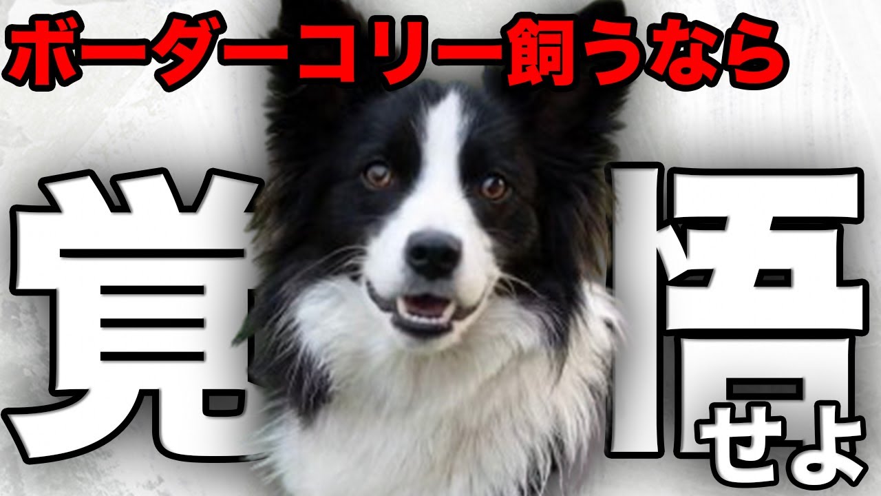【解説】迎える前に1度見て！ボーダーコリーの魅力や注意点について教えます！