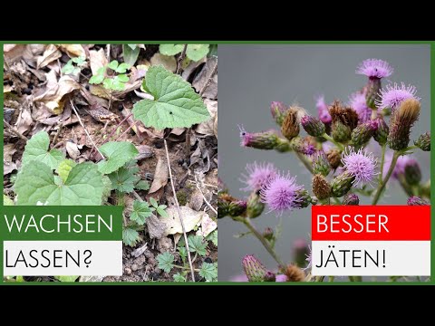 Identify weeds & weed them properly 🌱 You really should remove these types!