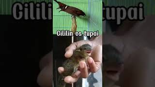 Download lagu Cililin vs suara tupai 🔥‼️ #masteranmuraibatufullisian #masteranburung #kicaumania mp3