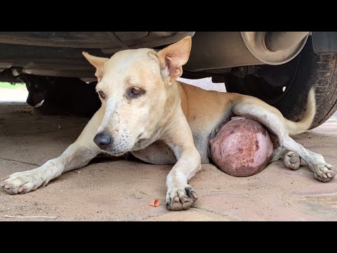 Bhuri the dog post-surgery