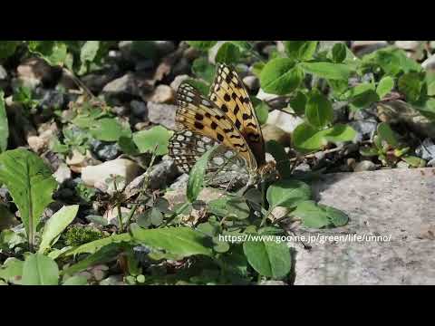 ヤマウラギンヒョウモンの産卵