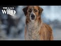 The Call of the Wild | Dogs of Disney Welcome Buck