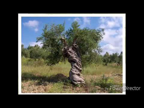 Hit Gyülekezete:Olajfa dalszöveggel