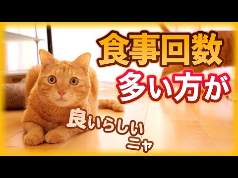 猫は何を食べるの? - 給餌ガイド