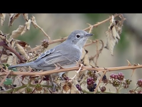Ptice Hrvatske - Bjelobrka grmuša (Sylvia cantillans) (Eastern Subalpine Warbler) (1/1)