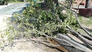 台風で木が倒れてた