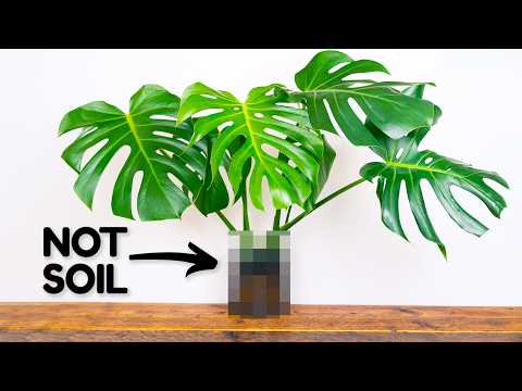 The Alternative Way To Grow The Best Monstera