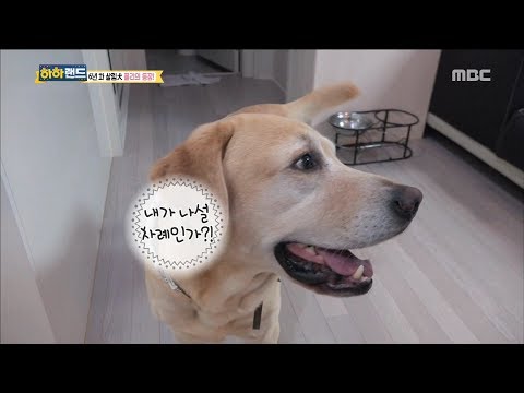 [Haha Land] 하하랜드 - living 6 year car doggy poly!20171018