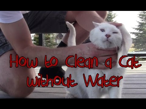 How to Groom, Wash & Bathe a Cat - Brushes and Wipes (no water)
