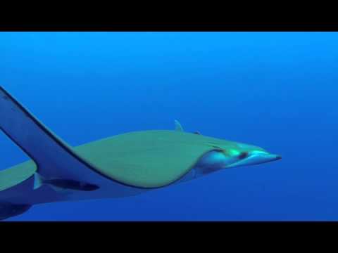 Princess Alice Banks