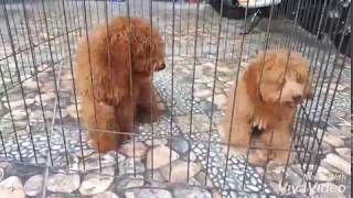 preview picture of video 'Harvin MagicKennel Solo - Jual Red Toy Poodle'
