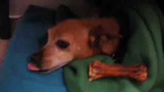 Sean Lennon  -   Spectacle