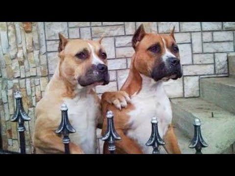 Des problèmes, mon frère ? Vidéos drôles avec des chiens pitbull