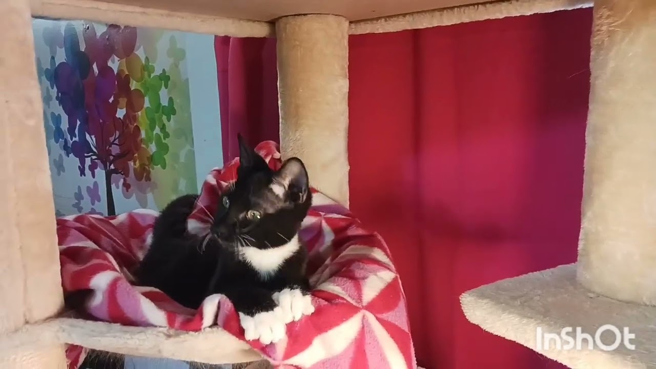 Enlarge Lord Theodore Purrington, an adopted Tuxedo in Mesa, AZ video 4/4