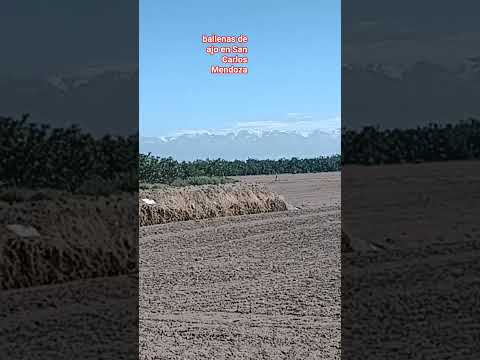 Ballenas de ajos en San Carlos Mendoza