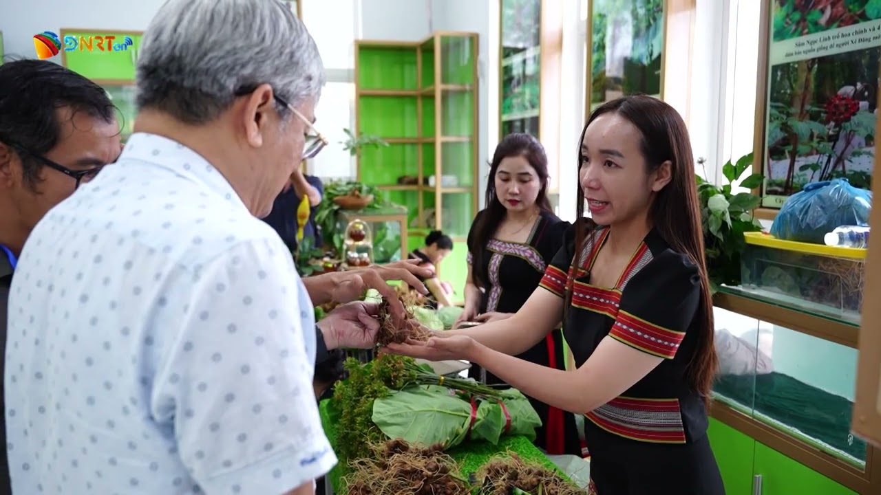 GIỮ NGUỒN GEN QUÝ CHO SÂM NGỌC LINH