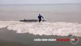 VÍDEO • Un bañista rescata en la Axarquía a una ballena varada