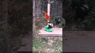 These 4 Animals Have Completely Lost It