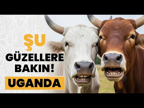 ŞU GÜZELLERE BAKIN! | Afrika - Uganda Kurbanlık Seçimi 2025