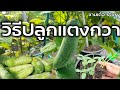วิธีปลูกแตงกวา ให้โตเร็ว (คลิปเดียวจบ) ปลูกง่าย ได้ผลผลิตดี | ซานเต๋อ story รายงาน pdf a4 png