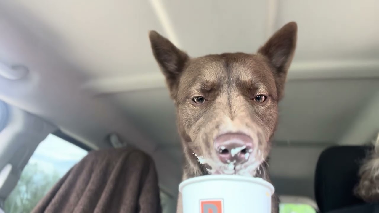 Ziggy, a ADOPTABLE mixed breed in Quincy, MI video 4/4