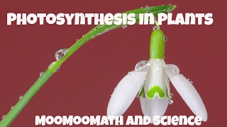 Photosynthesis in Plants- Learn how plants make food