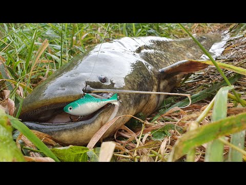 Hooked On Mrsha Lures