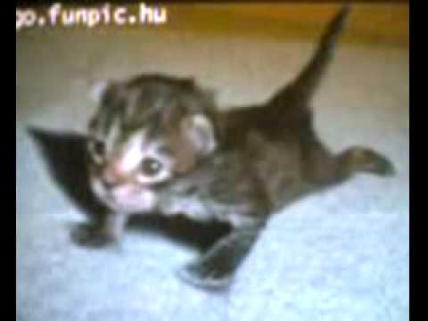 The strongest cat in the world.wmv