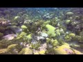 Bermuda Diving Three Sisters Reef 8-11-14 Part 2