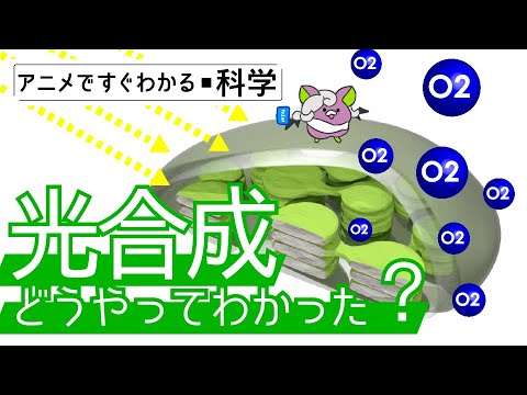 光合成:実際には何が起こっているのでしょうか? 自然と動物
