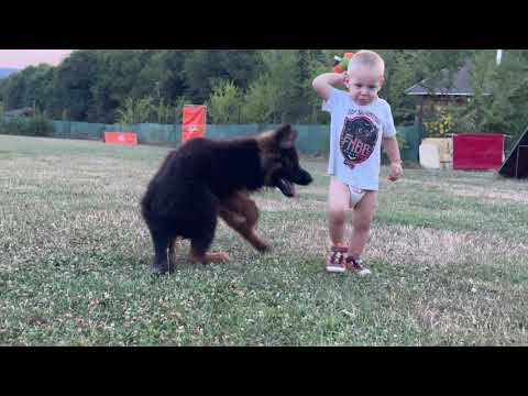 Deutscher Schäferhund Welpe kaufen