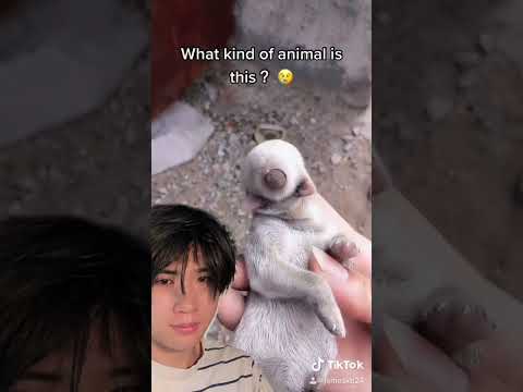 What animal is this?