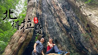 Download the video "北得拉曼｜新竹尖石鄉｜走2.1K就可以見到神木的地方｜重點是不用人擠人啊"