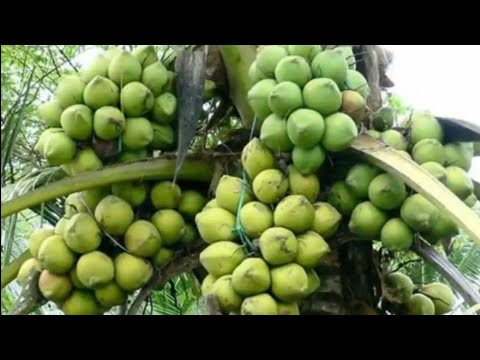 How to Make Coconut Hold More Fruits