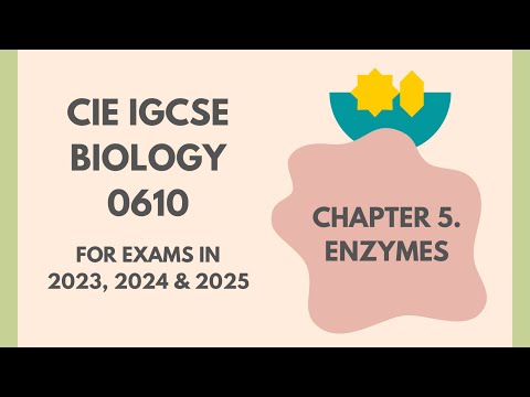 5. Enzymes (Cambridge IGCSE Biology 0610 for exams in 2023, 2024 and 2025) @IGCSEStudyBuddy
